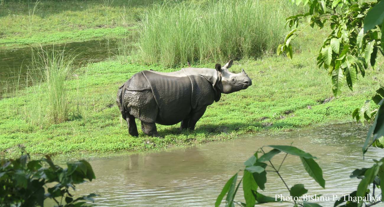 What actions played a crucial role in curbing the rhinoceros poaching in Nepal?